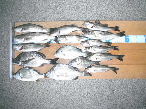 【由良川下流】セイゴ釣りが好調